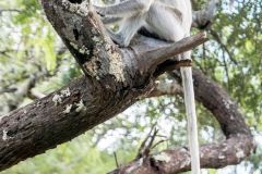 wildlife in Polonnaruwa