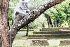 wildlife in Polonnaruwa