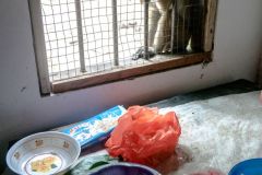 monkey interested in our lunch