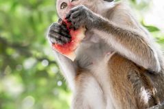 monkey in Wilpattu national park