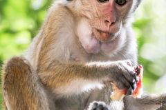 monkey in Wilpattu national park