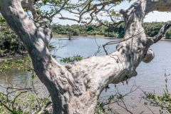 Wilpattu national park