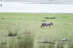 jackal in Wilpattu national park