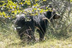 sloth bear in Wilpattu national park
