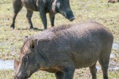 warthog in Wilpattu national park
