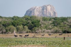 Yala national park