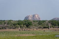 Yala national park
