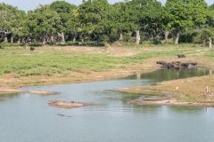 buffaloes and crocodiles sharing a lake in Yala national park