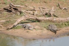 crocodiles in Yala national park