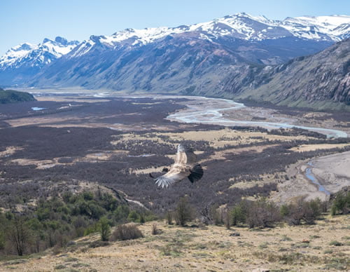a Cinereous Harrier is scouting the valley for food