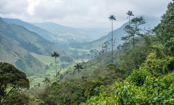 the Cocora valley with its wax palm trees, near Salento